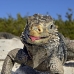 iguana_cuban_jar_v_2130_cub5246_rv.jpg